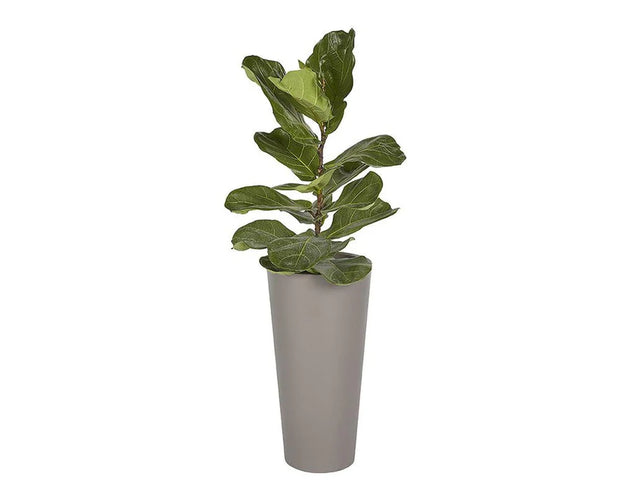 Arbor Planter