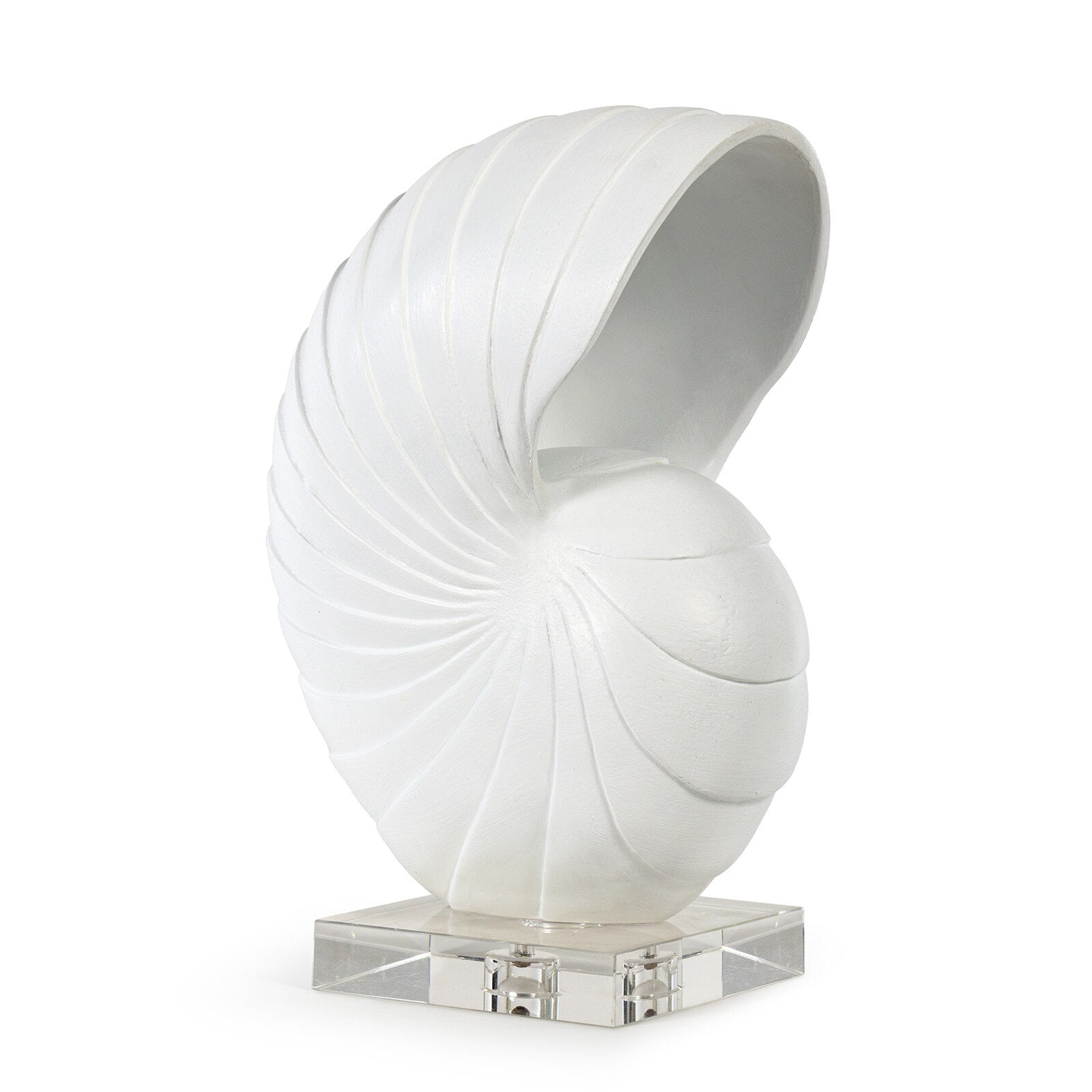 Nautilus Shell
