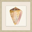 Watercolor Shell Collection 9