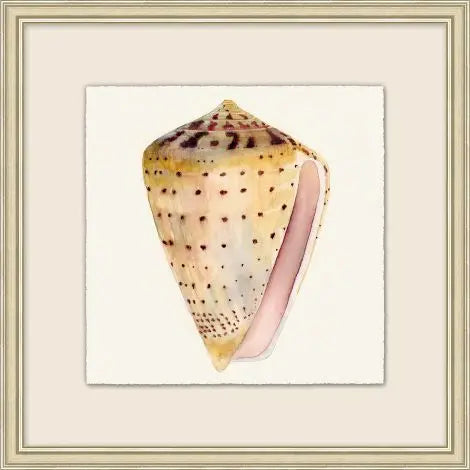 Watercolor Shell Collection 9