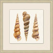 Watercolor Shell Collection 12