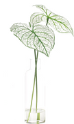 Caladium Faux Greenery Watergarden