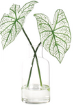 Caladium Faux Greenery Watergarden