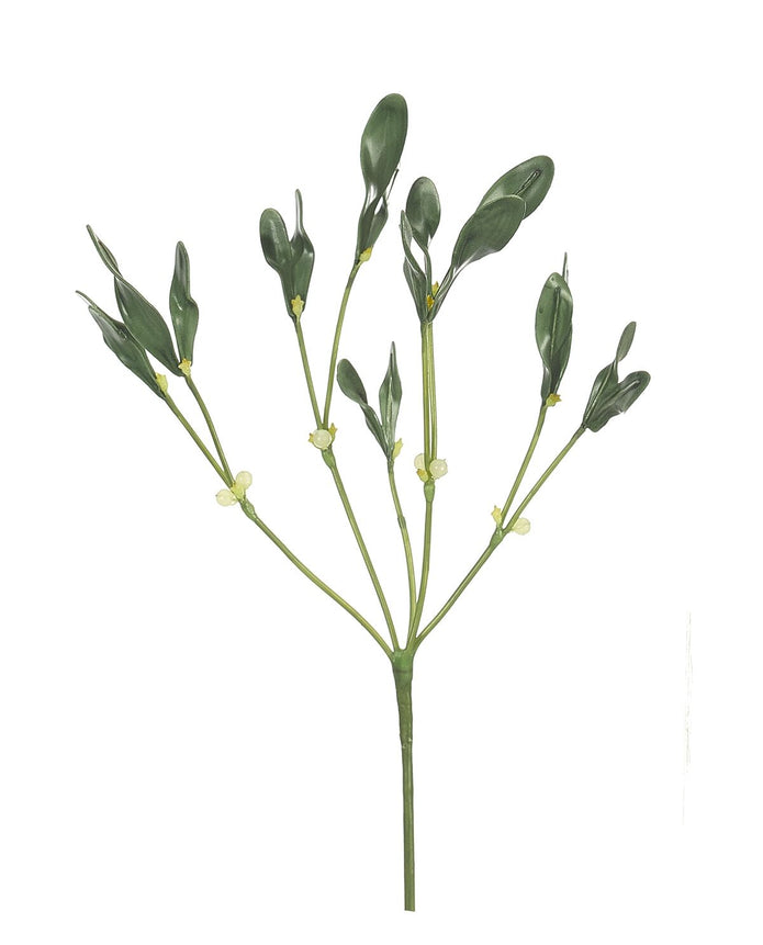 Green Mistletoe