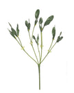 Green Mistletoe