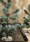 Aspen Pine Tree S