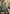 Aspen Pine Tree S