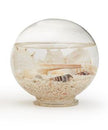 Decorative Filled Globes with Assorted Shells and Starfish