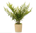 Lady Fern in Pot