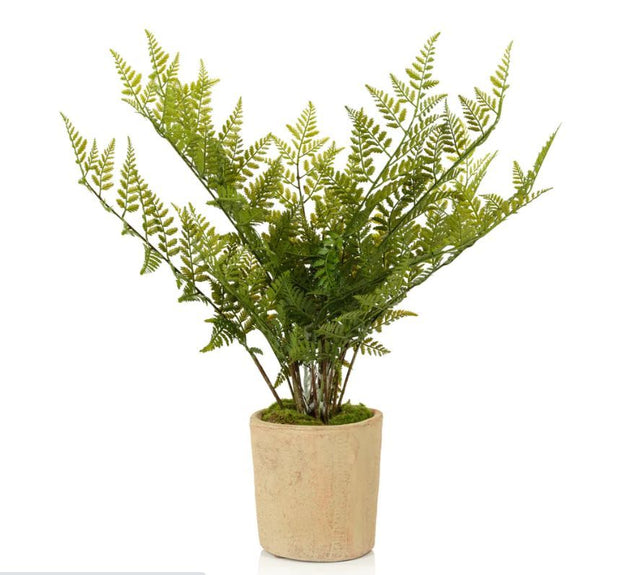 Lady Fern in Pot