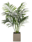 Kentia Faux Palm