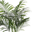 Kentia Faux Palm