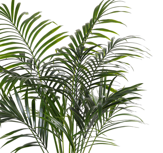 Kentia Faux Palm