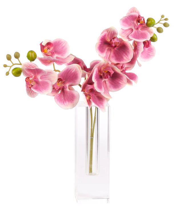 Deep Pink Phalaenopsis Orchid