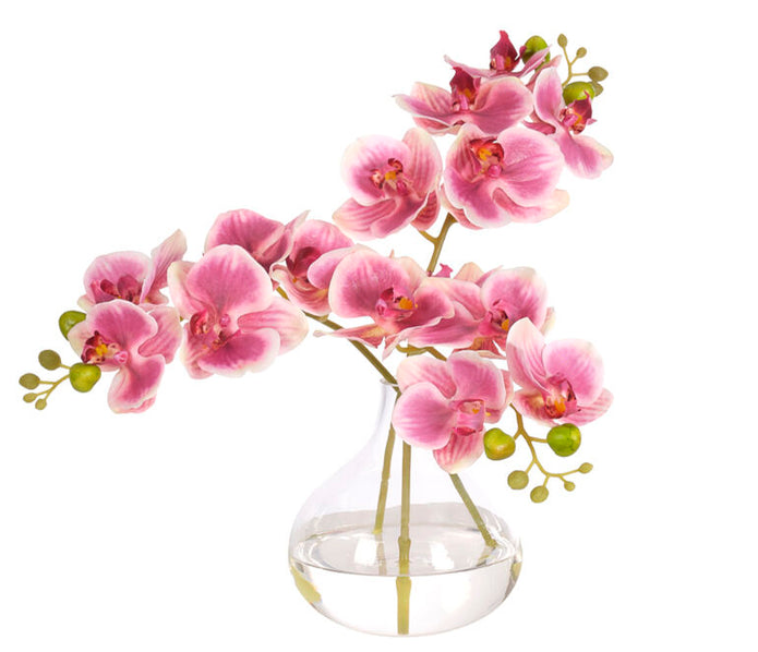 Pink Orchid Phalaenopsis in Vase