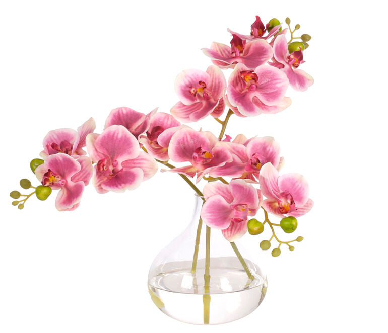 Pink Orchid Phalaenopsis in Vase