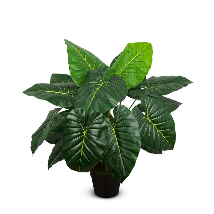 Taro Plant