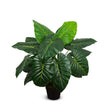 Taro Plant