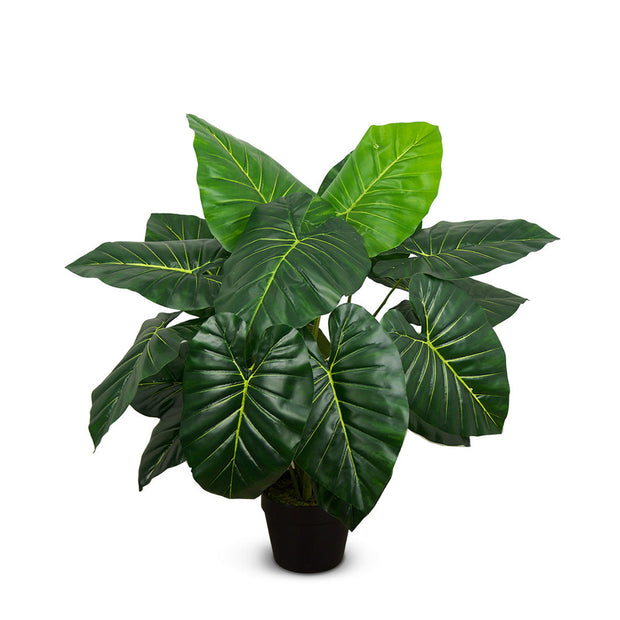 Taro Plant