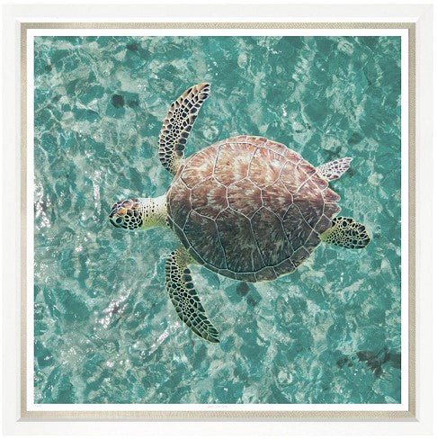 Green Sea Turtle