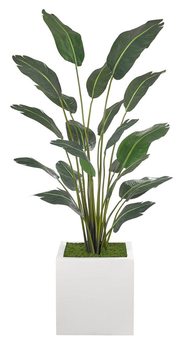 Traveller Palm Tree 7'