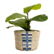 Synthesis Planter - 7