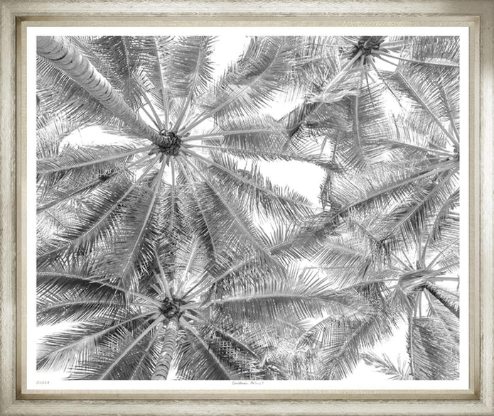 Caribbean Palms II