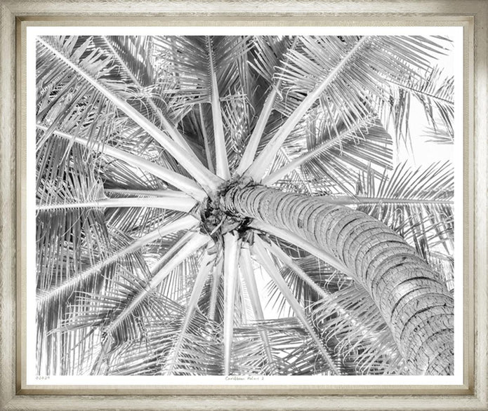 Caribbean Palms II