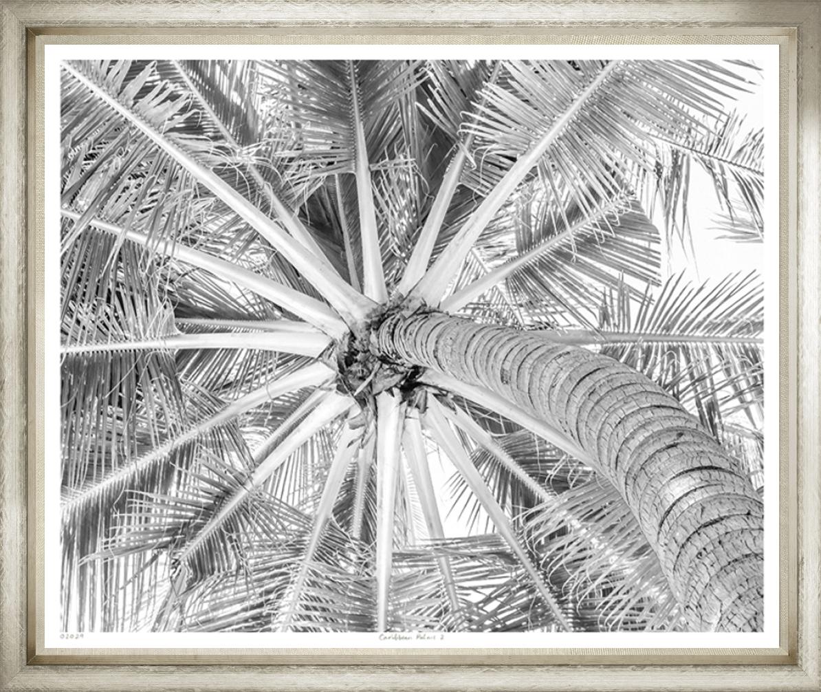 Caribbean Palms II