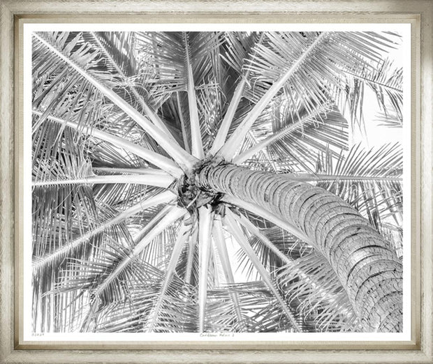 Caribbean Palms II