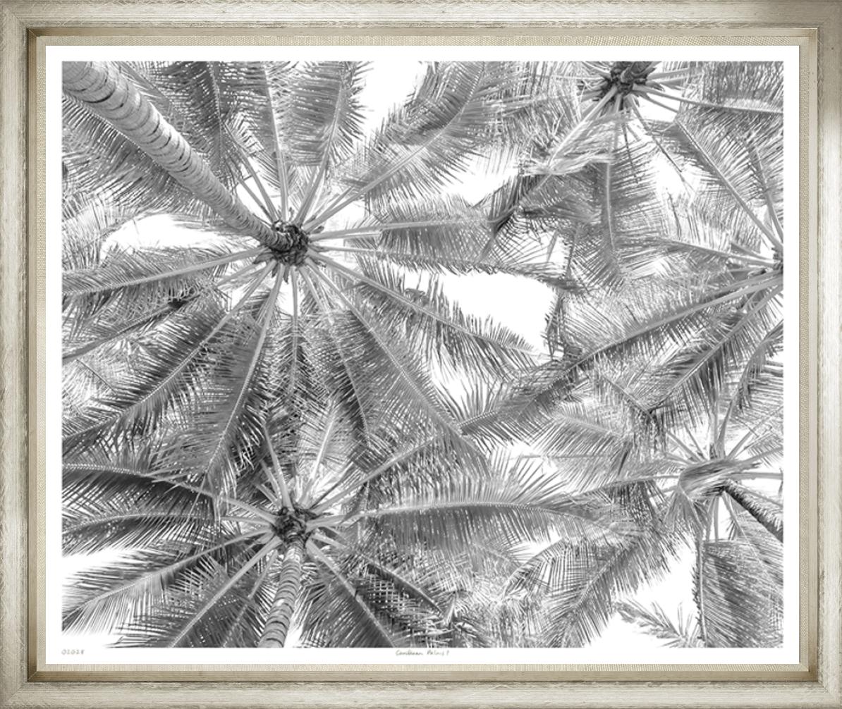 Caribbean Palms II