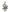Aspen Pine Tree S
