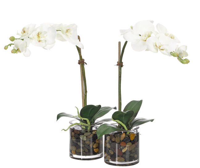 White Phalaenopsis Orchid Silk Arrangement in Glass