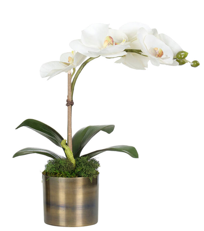 White Phalaenopsis Orchid Silk Arrangement in Brass Vase