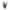 Evarado Aloe Planter