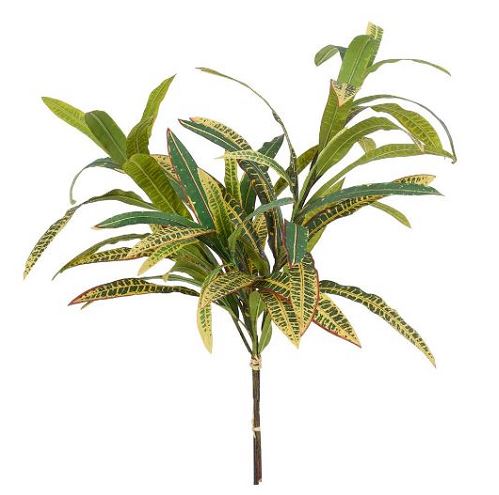 Croton Branches