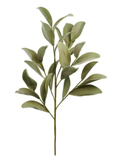 Desert Ficus Broad Leaf Stem