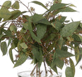 Eucalyptus, Faux Watergarden