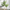 Country Fern - Small