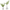 Country Fern - Small