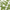 Country Fern - Small
