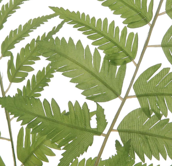 Country Fern - Small
