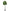 Fiddle Leaf Fig Tree
