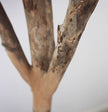Fiddle Leaf Fig Tree