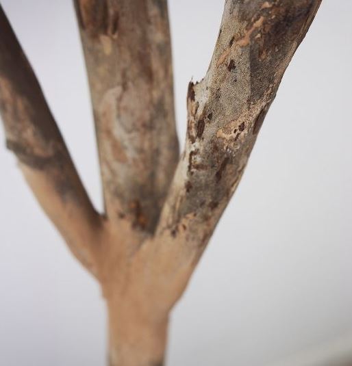 Fiddle Leaf Fig Tree