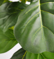 Fiddle Leaf Fig Tree