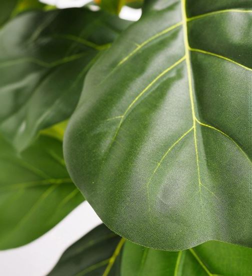 Fiddle Leaf Fig Tree