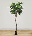 Fiddle Leaf Fig Tree