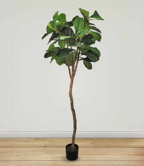 Fiddle Leaf Fig Tree