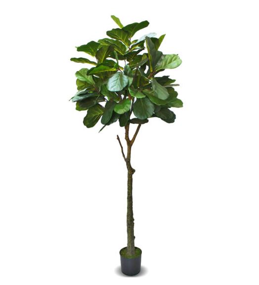 Fiddle Leaf Fig Tree